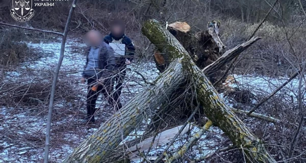 В Закарпатье погибла 8-летняя девочка, на которую упало дерево