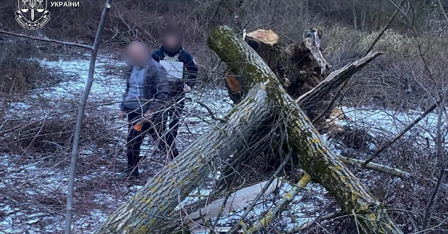 На Закарпатті загинула 8-річна дівчинка, на яку впало дерево