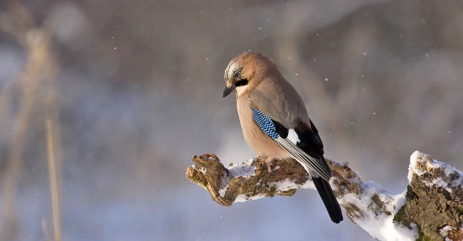 7 января - Собор святого Иоанна Крестителя, что сегодня нельзя делать, приметы этого дня