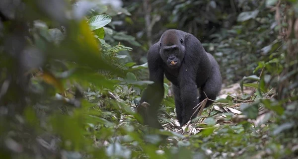 Рідкісна подія у світі природи: у Конго гірська горила народила близнюків