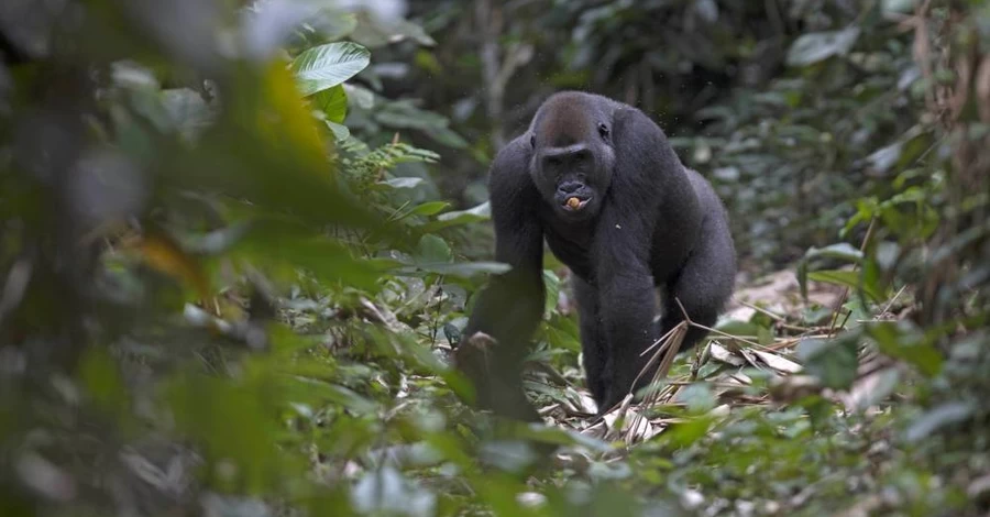 Редкое событие в мире природы: в Конго горная горилла родила близнецов