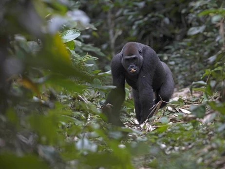 Рідкісна подія у світі природи: у Конго гірська горила народила близнюків