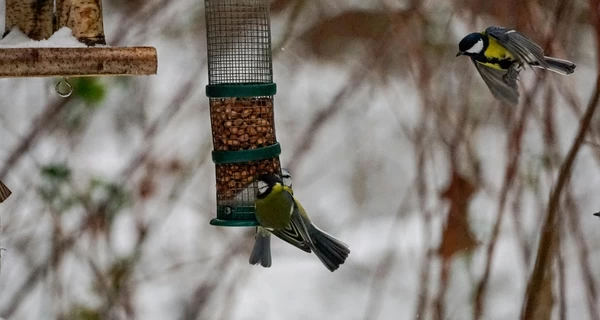 Чем подкармливать птиц зимой: собираем кормушку