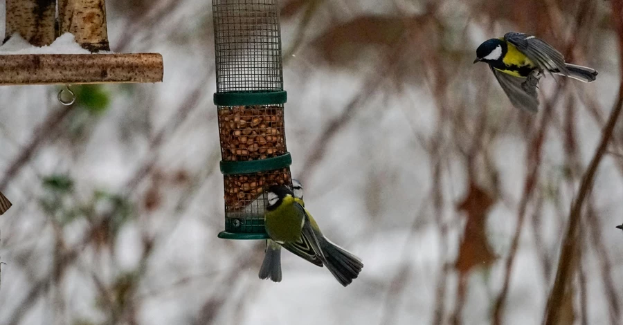 Чем подкармливать птиц зимой: собираем кормушку