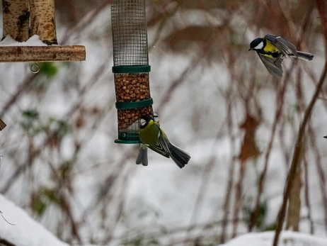 Чем подкармливать птиц зимой: собираем кормушку