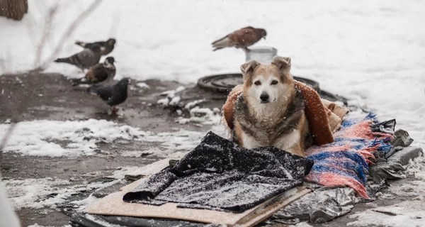 Рахунок на години: як врятувати безпритульних котів, собак та птахів від загибелі в морози