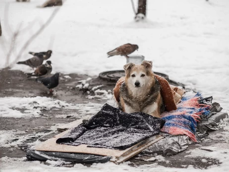Рахунок на години: як врятувати безпритульних котів, собак та птахів від загибелі в морози