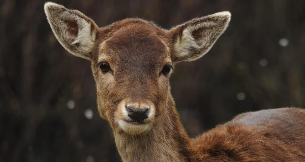 Маленький олень атакував носорога - відео із Вроцлавського зоопарку стало хітом соцмереж 
