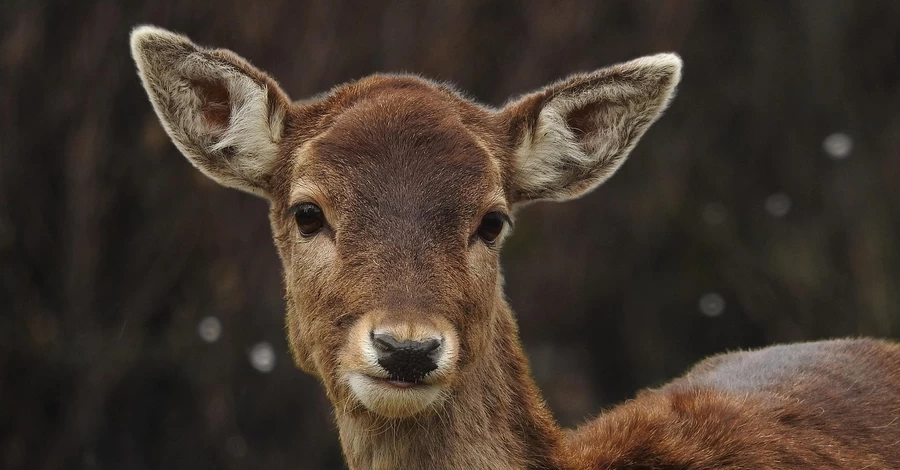 Маленький олень атакував носорога - відео із Вроцлавського зоопарку стало хітом соцмереж 