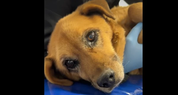 Львовские правоохранители ищут водителя авто, который дважды переехал собаку и даже не остановился