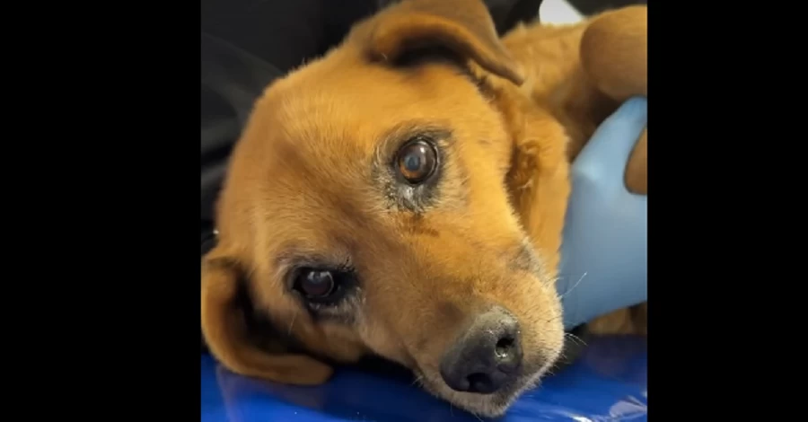 Львівські правоохоронці шукають водія авто, який двічі переїхав собаку і навіть не зупинився