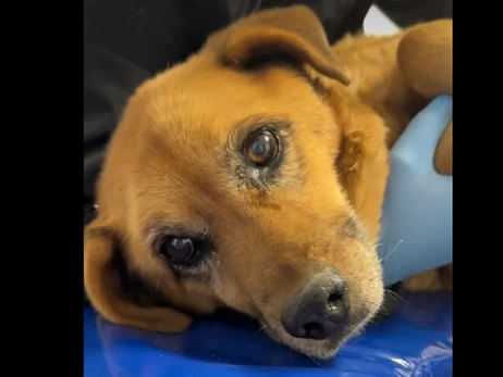 Львовские правоохранители ищут водителя авто, который дважды переехал собаку и даже не остановился