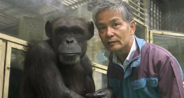 Умер 49-летний шимпанзе Ай, который умел рисовать и считать