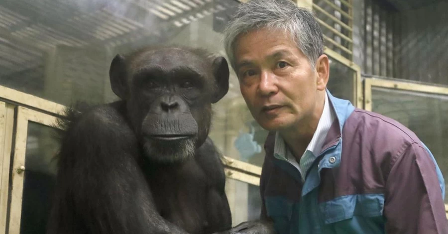 Умер 49-летний шимпанзе Ай, который умел рисовать и считать