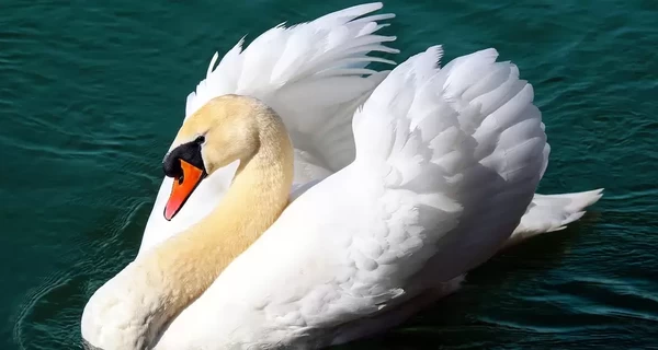 В Одесской области в «Тузловских лиманах» собралось почти 2 тысячи лебедей