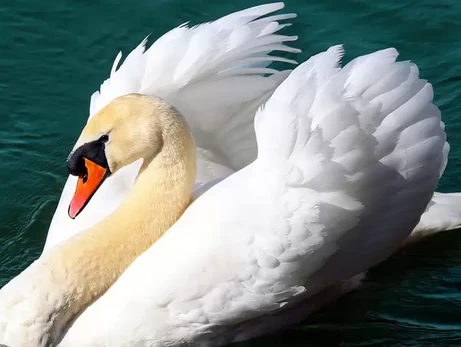 В Одесской области в «Тузловских лиманах» собралось почти 2 тысячи лебедей
