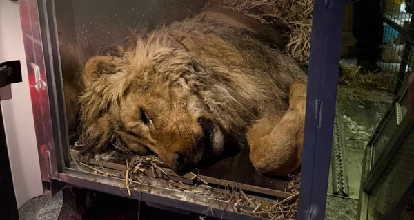 Зоозахисники врятували лева з Дніпропетровщини, який ледь не замерз у вольєрі
