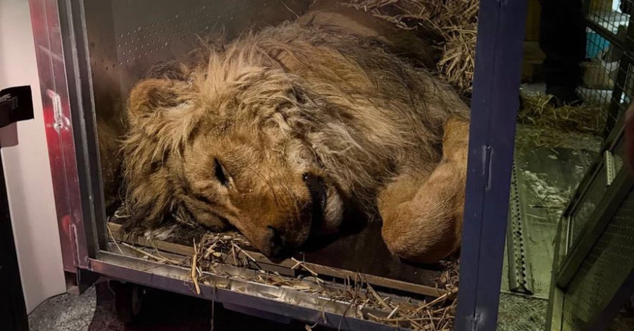 Зоозащитники спасли льва из Днепропетровской области, который чуть не замерз в вольере