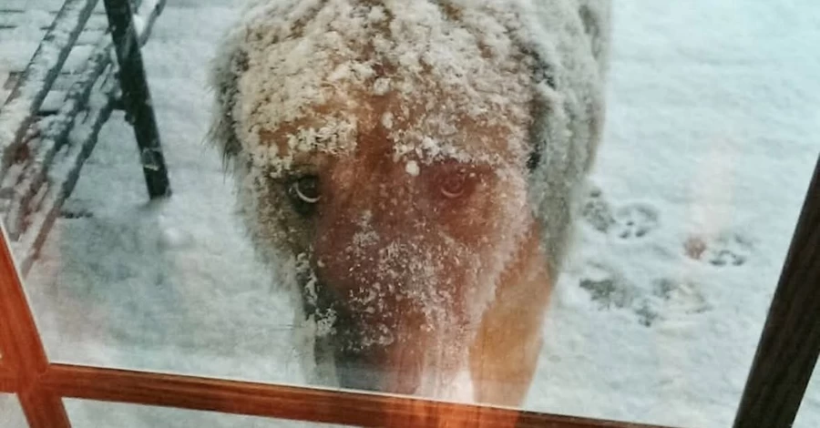 Рада підтримала в першому читанні закон, що посилює захист домашніх тварин  