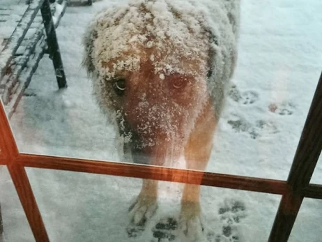 Рада підтримала в першому читанні закон, що посилює захист домашніх тварин  