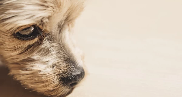 Сеть АТБ отреагировала на инцидент с бездомной собакой в ​​Днепре, которую выгнали на мороз