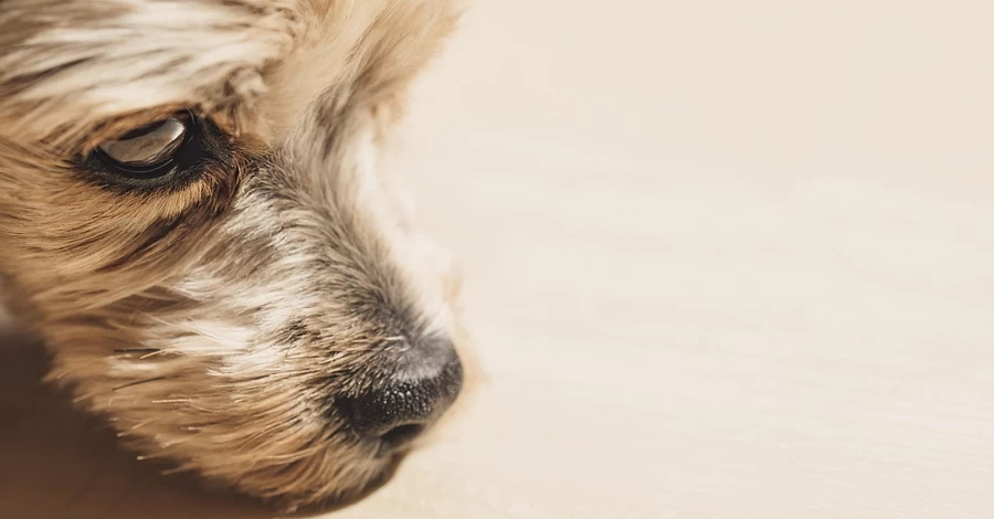 Мережа АТБ відреагувала на інцидент із бездомним собакою у Дніпрі, якого вигнали на мороз