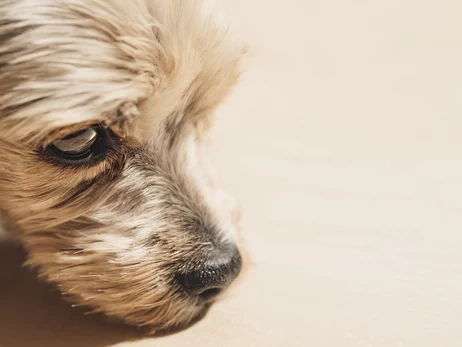 Сеть АТБ отреагировала на инцидент с бездомной собакой в ​​Днепре, которую выгнали на мороз