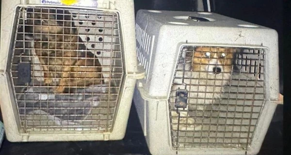 Во Львовской области мужчина насильно напоил собак водкой - полиция проводит расследование