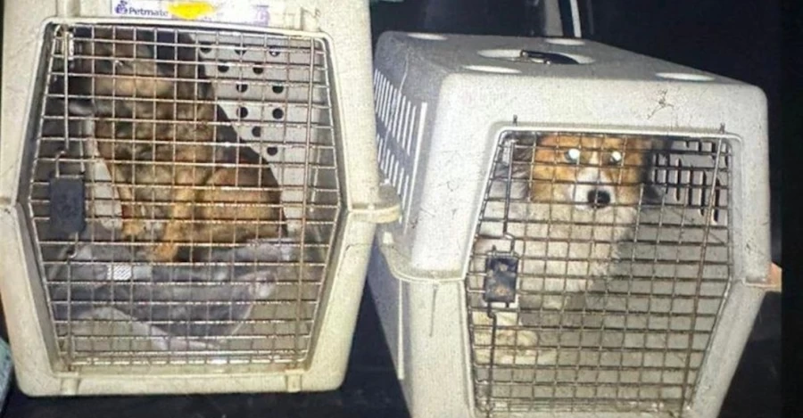 На Львівщині чоловік насильно напоїв собак горілкою - поліція проводить розслідування