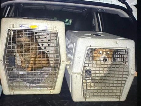 Во Львовской области мужчина насильно напоил собак водкой - полиция проводит расследование