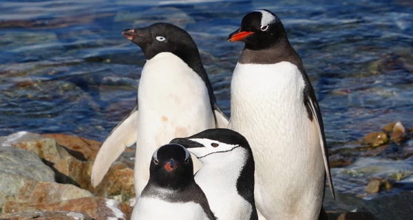 Полярники показали уникальные фото – три вида пингвинов вместе возле 