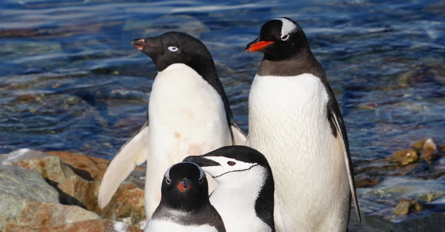 Полярники показали унікальні фото - три види пінгвінів разом біля 