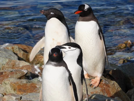 Полярники показали уникальные фото – три вида пингвинов вместе возле 