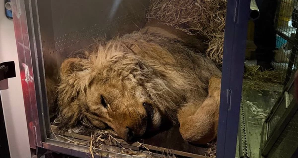 Голодував і замерзав просто неба: як живе лев Хан, врятований зоозахисниками