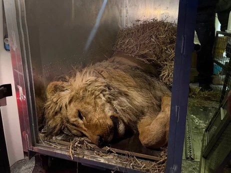 Голодував і замерзав просто неба: як живе лев Хан, врятований зоозахисниками