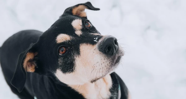 Бизнес сможет пускать животных в заведения без риска штрафов