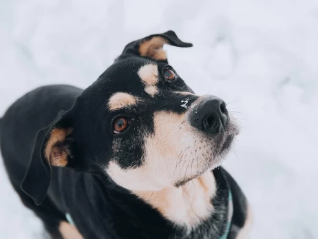 Бизнес сможет пускать животных в заведения без риска штрафов