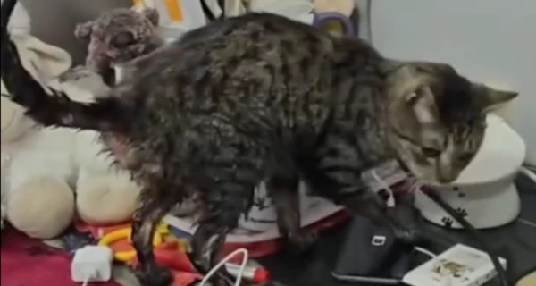 В приюте в Киевской области спасают десятки котов, которых затопила вода