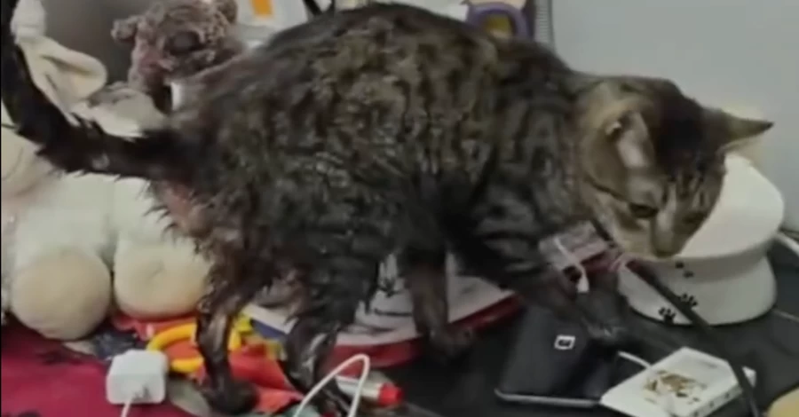 В приюте в Киевской области спасают десятки котов, которых затопила вода