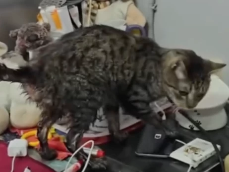 В приюте в Киевской области спасают десятки котов, которых затопила вода