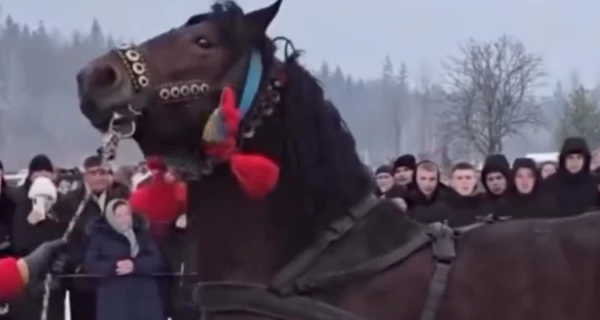 Полиция Прикарпатья открыла дело из-за жестокого обращения с лошадьми на фестивале