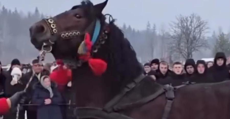 Поліція Прикарпаття відкрила справу через жорстоке поводження з конями на фестивалі