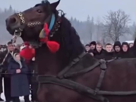 Поліція Прикарпаття відкрила справу через жорстоке поводження з конями на фестивалі