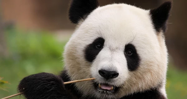 Китай возвращает из Японии последних панд из-за ухудшения дипломатических отношений