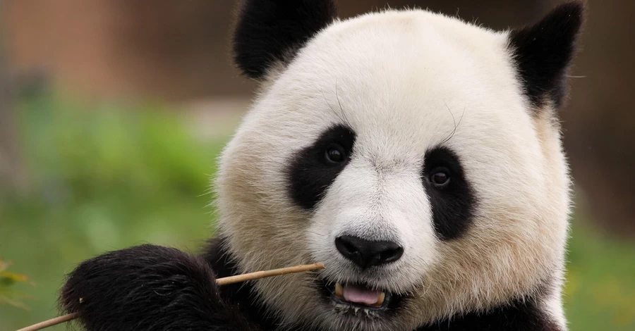 Китай повертає з Японії останніх панд через погіршення дипломатичних відносин