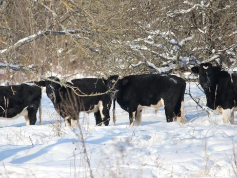 В Чернобыльской зоне зимует стадо одичавших коров, которые не боятся ни морозов, ни волков