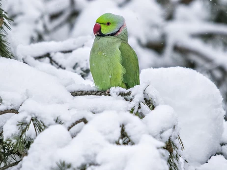 Черновицкие попугаи научились есть снег на морозе и улетать не собираются