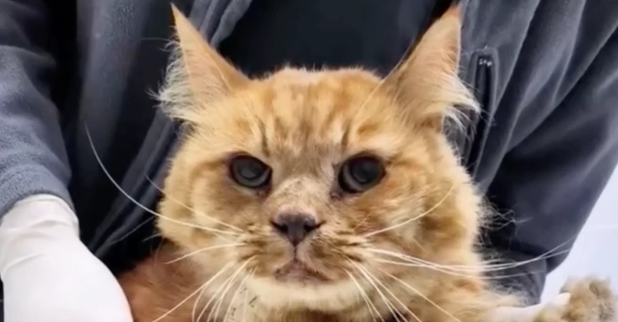 У Києві врятували кота Сімбу, який застряг у вентиляції дев’ятиповерхівки