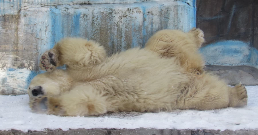 Як виживають у мороз зоопарки: комфортно лише білим ведмедям