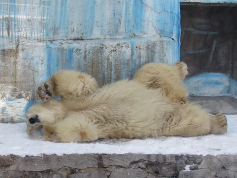 Как выживают в мороз зоопарки: комфортно только белым медведям